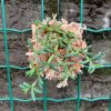 Mediocalcar decoratum - Afbeelding 2