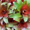 Neoregelia Fuego Ancho - Afbeelding 2