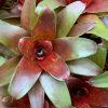 Neoregelia Fuego Ancho - Afbeelding 3