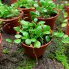 Lemmaphyllum microphyllum - Afbeelding 2