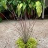 Tillandsia juncea