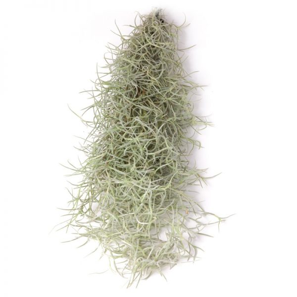 Tillandsia usneoides ( spaans mos )