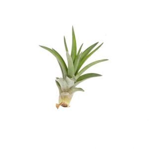 Tillandsia velutina