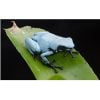 Adelphobates galactonotus (Blauw) - Afbeelding 2