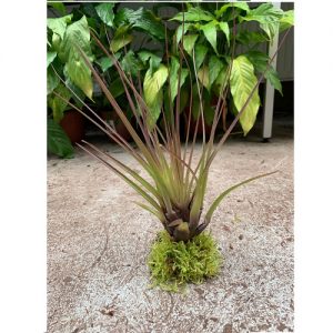 Tillandsia melanocrater tricolor