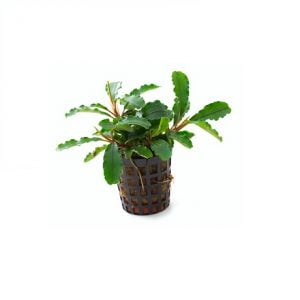 Bucephalandra green velvet