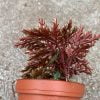 Selaginella erythropus - Afbeelding 2