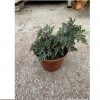 Selaginella erythropus - Afbeelding 3