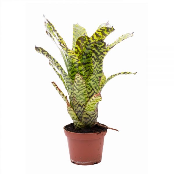 Aechmea correia-araujoi