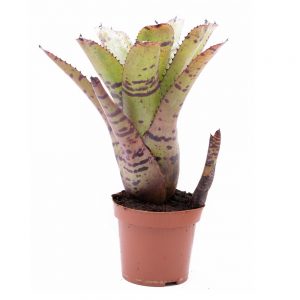 Neoregelia Tiger