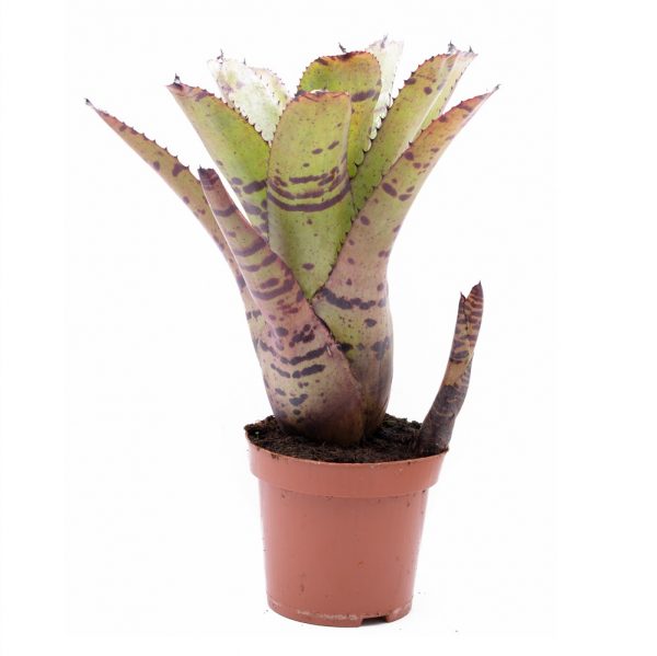 Neoregelia Tiger