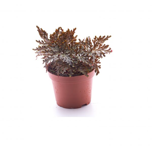 Selaginella erythropus
