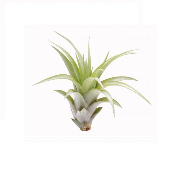 Tillandsia brachycaulos abdita