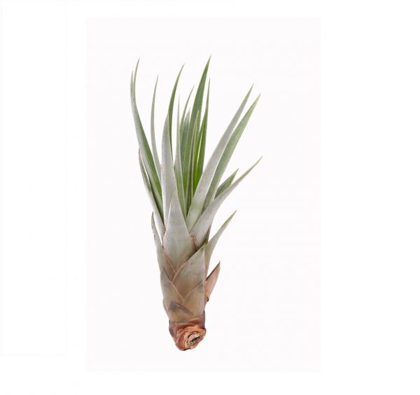 Tillandsia fasciculata tricolor