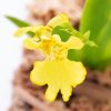 Psygmorchis pusilla - Afbeelding 2