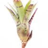 Neoregelia Tiger - Afbeelding 2