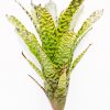 Aechmea correia-araujoi - Afbeelding 2