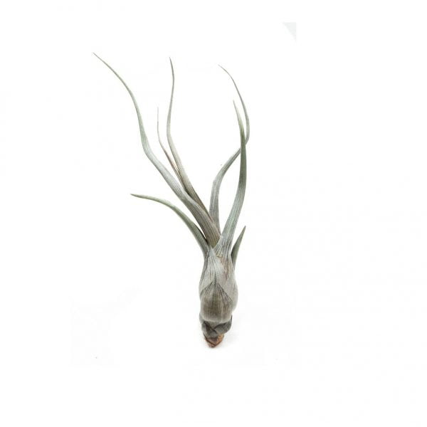 Tillandsia pseudo bailey