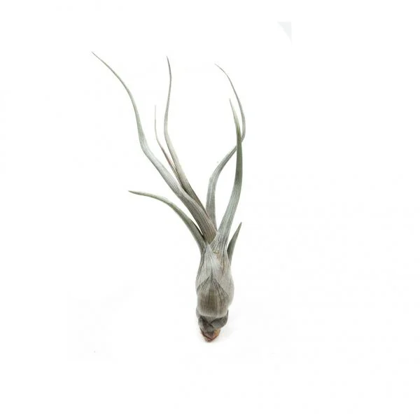 Tillandsia pseudo bailey