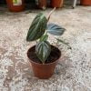 Philodendron melanocrysum