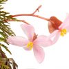 Begonia bipinnatifida bloom detail
