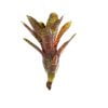 Neoregelia “Betty Head“ - Afbeelding 3
