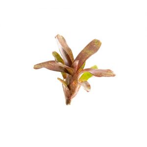 Neoregelia Red Waif stek