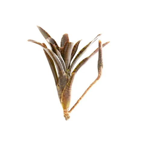 Neoregelia ampullacea var. rubra