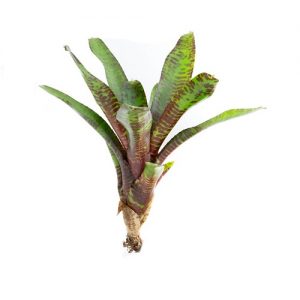 Neoregelia rubrifolia var. giant