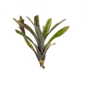 Neoregelia rubrifolia rubra