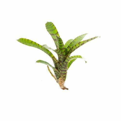 neoregelia rubrifolia gestreept