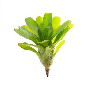 Neoregelia tigrina hybride