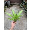 Neoregelia compacta