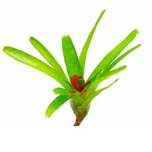 Neoregelia compacta