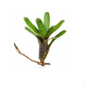 Neoregelia punctatissima var compacta