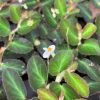 Begonia thelmae bloem
