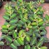 Begonia thelmae bloem