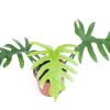 Philodendron elegans - Afbeelding 2