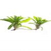 Neoregelia fireball - Afbeelding 3