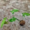 Philodendron composportoanum - Afbeelding 3