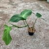 Philodendron composportoanum - Afbeelding 2