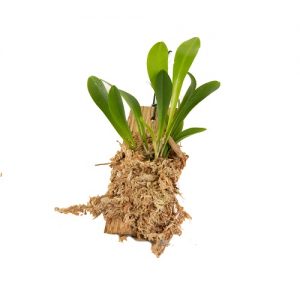 Pleurothallis costaricense BIG
