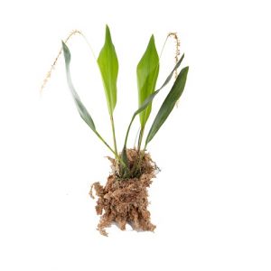 dendrochilum cobbianum