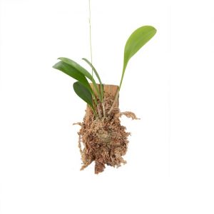 scaphosepalum verrucosum