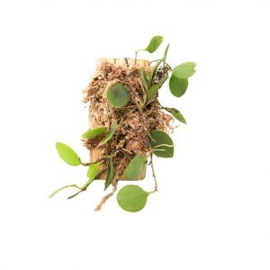 zootrophion serpentinum