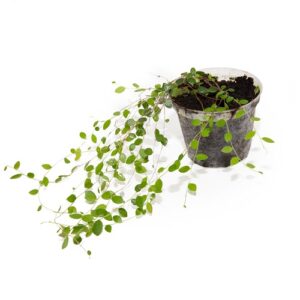 Sphyrospermum buxifolium