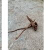 Tropisch wortelhout klein (+/- 20-30cm) - Afbeelding 3