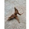 Tropisch wortelhout klein (+/- 20-30cm) - Afbeelding 2