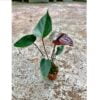 Anthurium-andreanum-chocolate