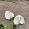 Anthurium wit bloem
